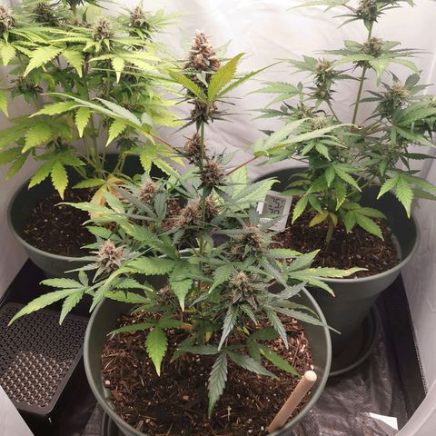 Kunibert Kasper growlog timeline photo