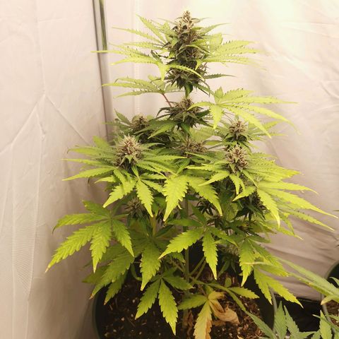 Greta Gieselberta growlog timeline photo