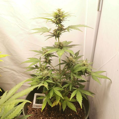Ramon Reiner growlog timeline photo