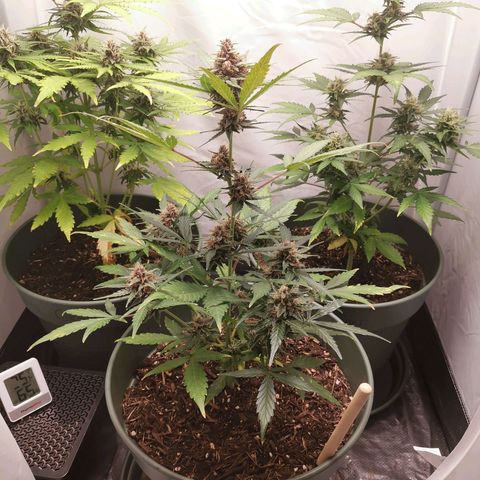 Kunibert Kasper growlog timeline photo