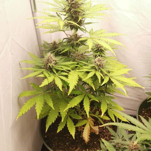 Greta Gieselberta growlog timeline photo