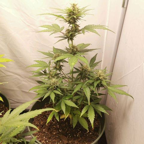 Ramon Reiner growlog timeline photo