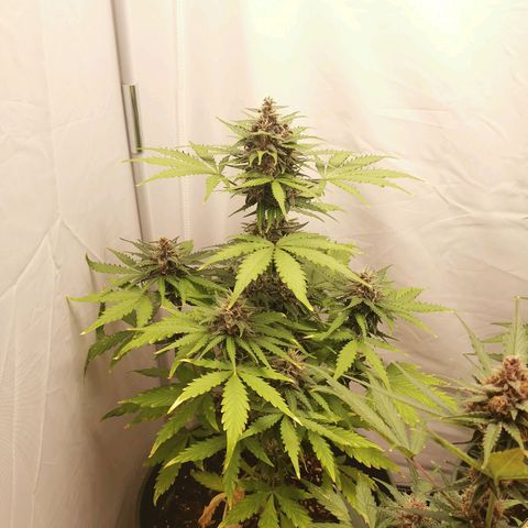 Greta Gieselberta growlog timeline photo