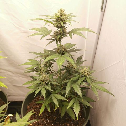 Ramon Reiner growlog timeline photo