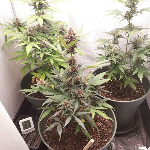 Kunibert Kasper growlog timeline photo
