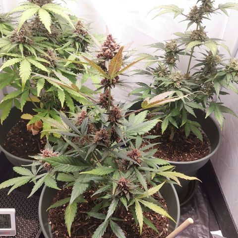 Kunibert Kasper growlog timeline photo