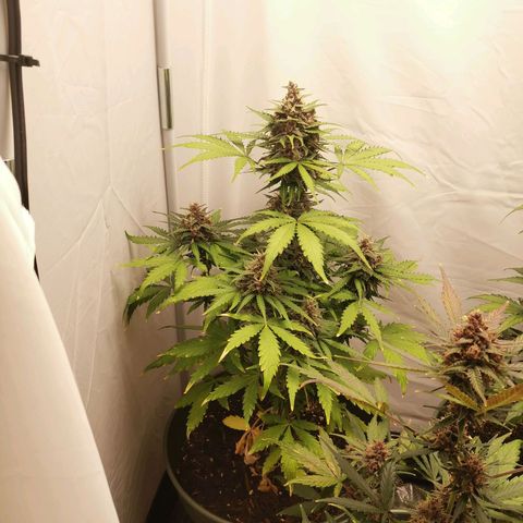Greta Gieselberta growlog timeline photo