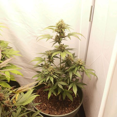 Ramon Reiner growlog timeline photo