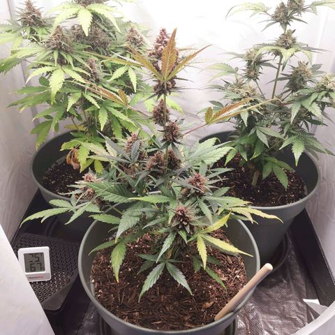 Kunibert Kasper growlog timeline photo
