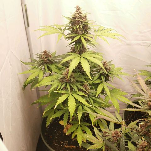 Greta Gieselberta growlog timeline photo