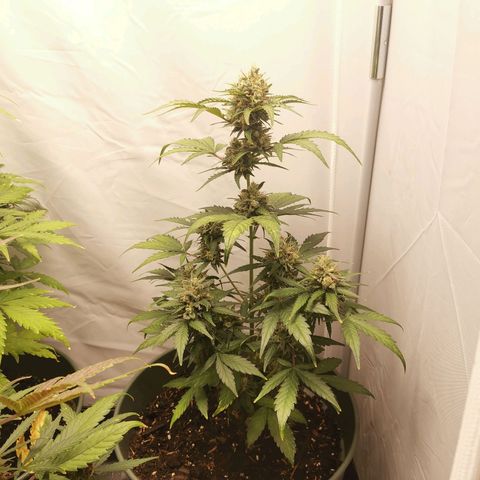 Ramon Reiner growlog timeline photo