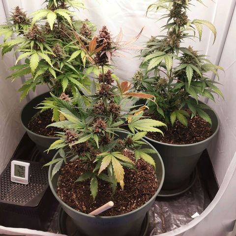 Kunibert Kasper growlog timeline photo