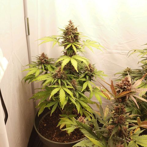Greta Gieselberta growlog timeline photo
