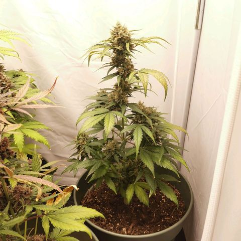 Ramon Reiner growlog timeline photo