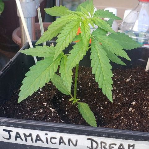 *Jamaican dream #1 growlog timeline photo