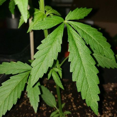 *Jamaican dream #1 growlog timeline photo