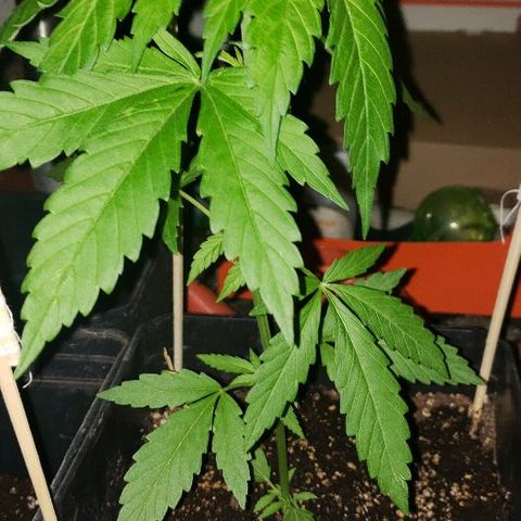 *Jamaican dream #1 growlog timeline photo