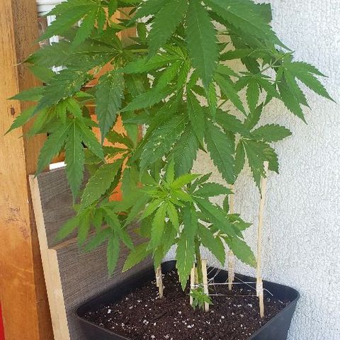 *Jamaican dream #1 growlog photo: Tamaño en relación al día 