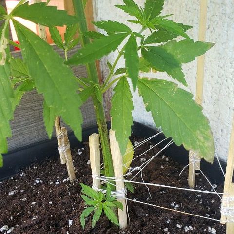 *Jamaican dream #1 growlog timeline photo