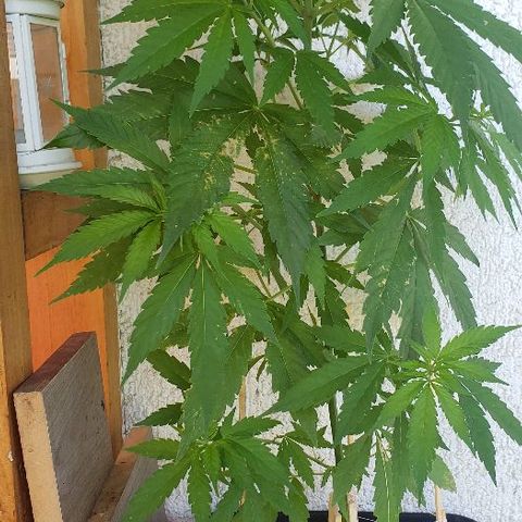 *Jamaican dream #1 growlog timeline photo