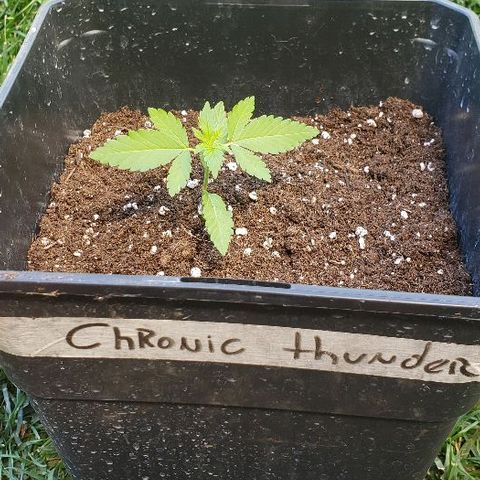 *Chronic Thunder #1 growlog timeline photo