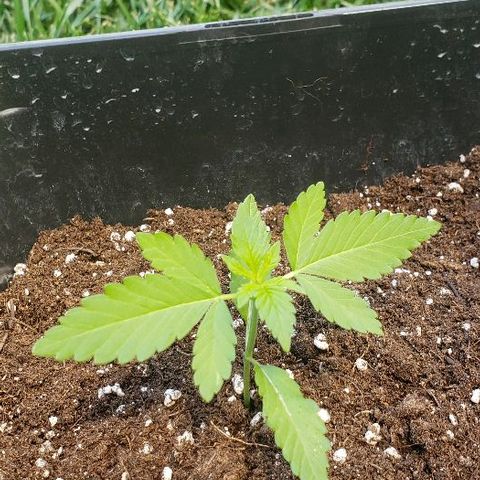 *Chronic Thunder #1 growlog timeline photo