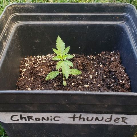 *Chronic Thunder #2 growlog timeline photo