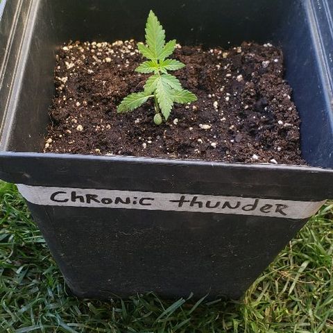 *Chronic Thunder #2 growlog timeline photo