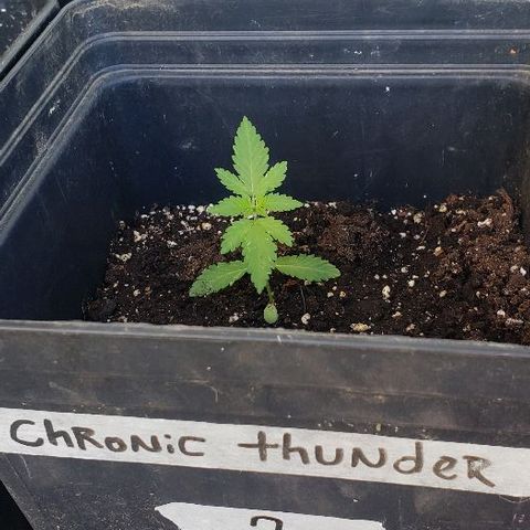 *Chronic Thunder #2 growlog timeline photo