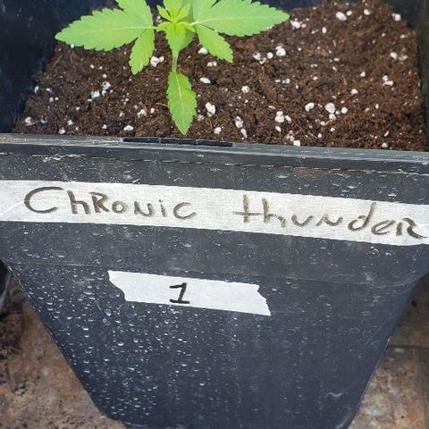 *Chronic Thunder #1 growlog timeline photo