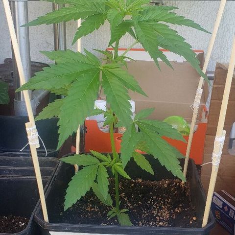*Jamaican dream #1 growlog timeline photo