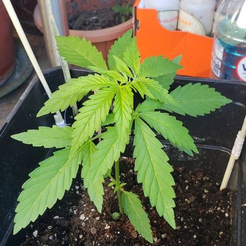 *Jamaican dream #1 growlog timeline photo