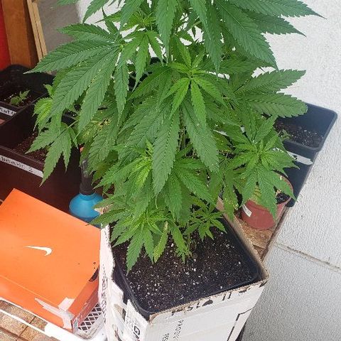 *Jamaican dream #1 growlog timeline photo