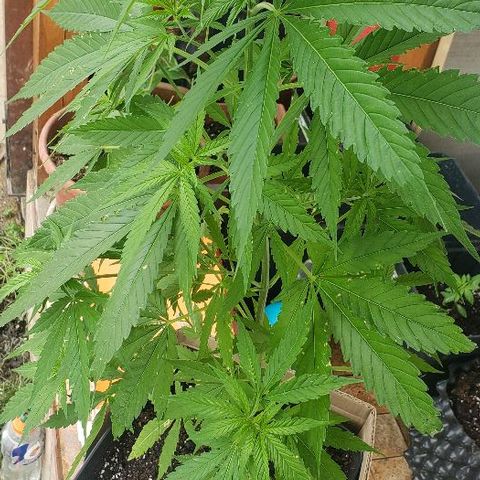 *Jamaican dream #1 growlog timeline photo