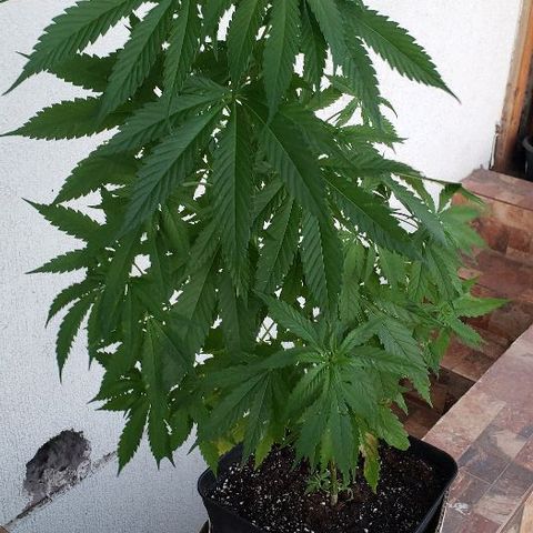 *Jamaican dream #1 growlog photo: 2 semana con masetero de 18 litros y con fertilizante vegetativo