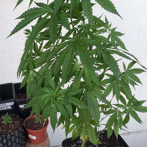 *Jamaican dream #1 growlog photo: 2 semana con masetero de 18 litros y con fertilizante vegetativo