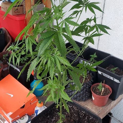 *Jamaican dream #1 growlog photo: 2 semana con masetero de 18 litros y con fertilizante vegetativo
