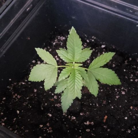 *Chronic Thunder #2 growlog timeline photo