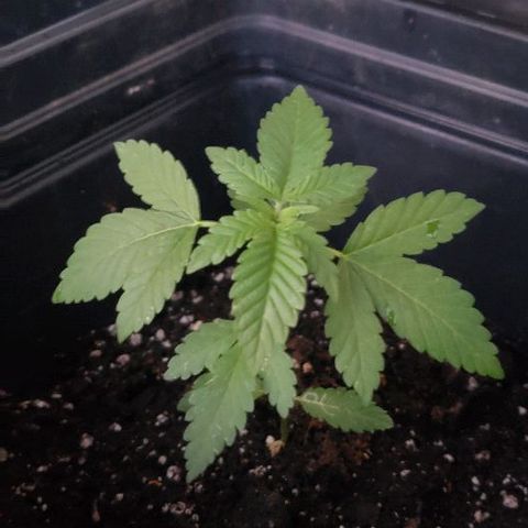 *Chronic Thunder #2 growlog timeline photo
