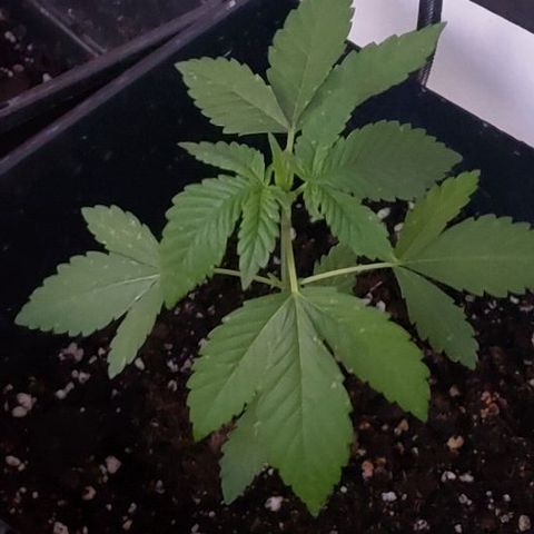 *Chronic Thunder #1 growlog timeline photo