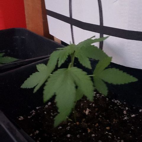 *Chronic Thunder #1 growlog timeline photo