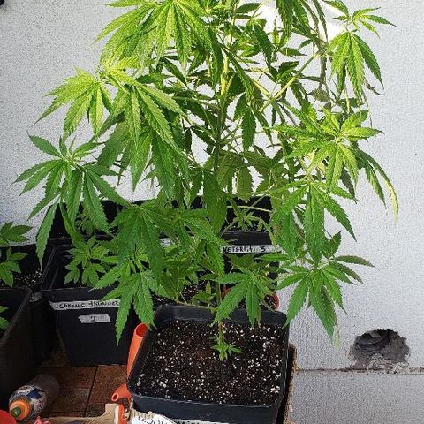 *Jamaican dream #1 growlog timeline photo