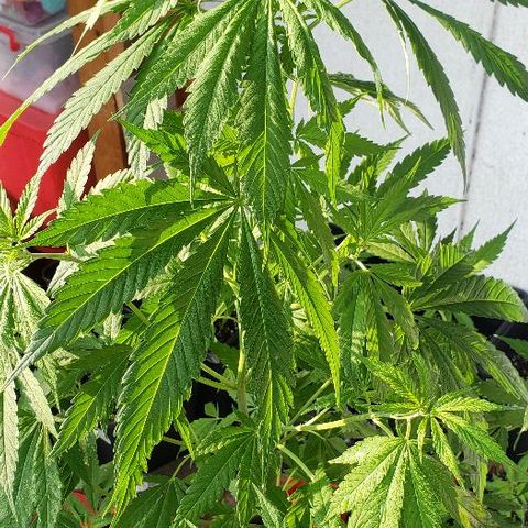 *Jamaican dream #1 growlog timeline photo