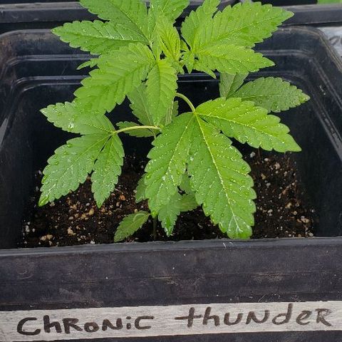 *Chronic Thunder #2 growlog timeline photo