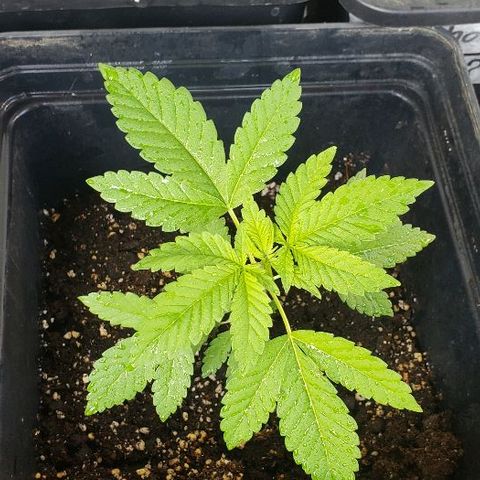 *Chronic Thunder #2 growlog timeline photo
