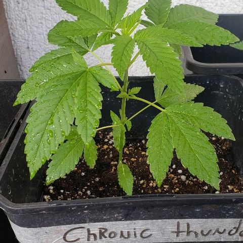 *Chronic Thunder #1 growlog timeline photo