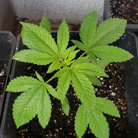 *Chronic Thunder #1 growlog timeline photo