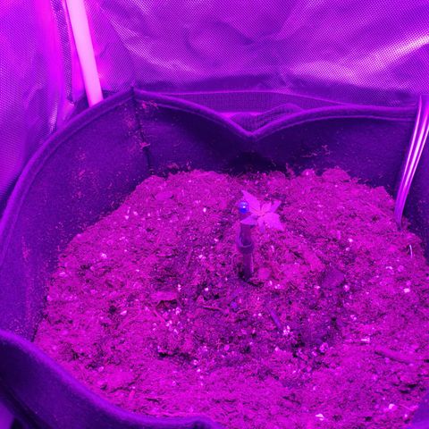 Trimmy growlog timeline photo