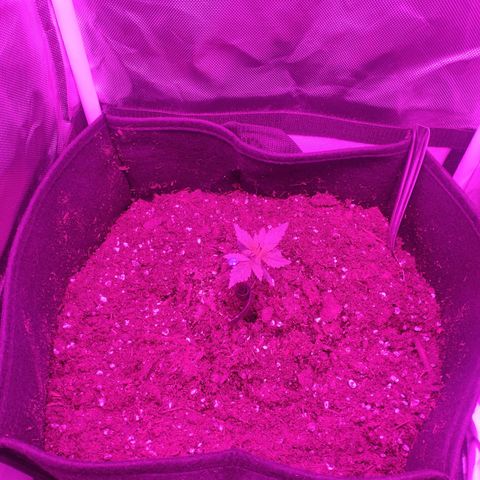 Trimmy growlog timeline photo