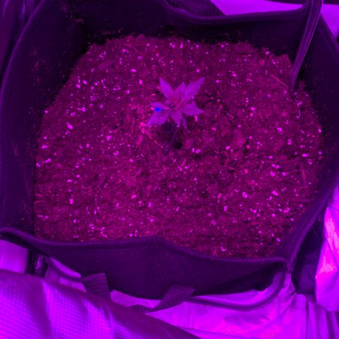 Trimmy growlog timeline photo